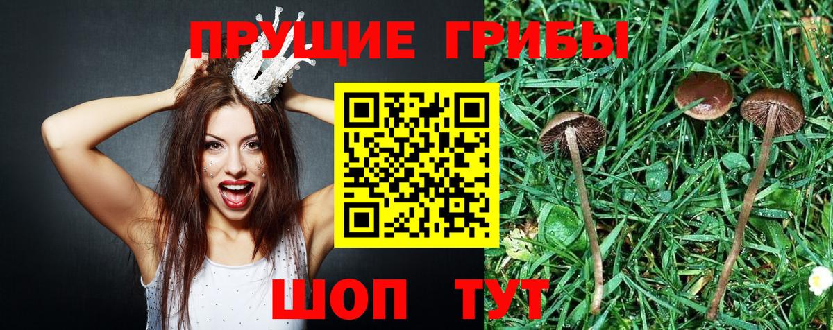 Галлюциногенные грибы MAGIC MUSHROOMS  Вход с VPN  Таганрог 